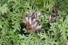 Thuja occidentalis